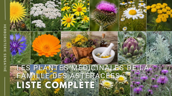 Les plantes médicinales de la famille des Astéracées  liste complète - Herboristerie Sensathé